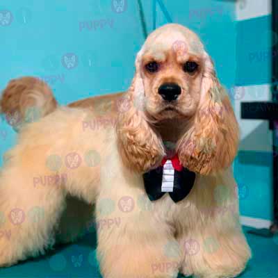 cortes para estetica canina