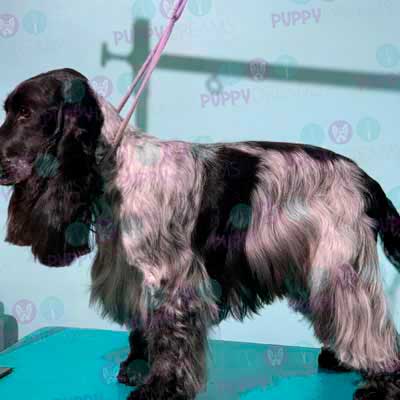 cortes para estetica canina