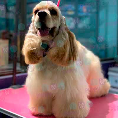 cortes para estetica canina