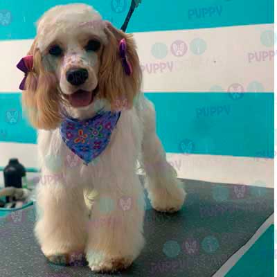 cortes para estetica canina