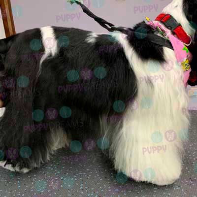 cortes para estetica canina