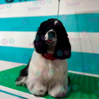 cortes para estetica canina