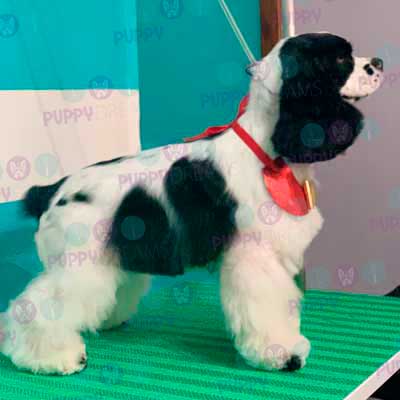 cortes para estetica canina