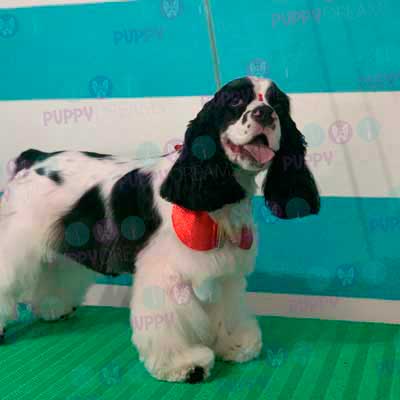 cortes para estetica canina