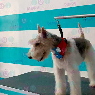 cortes para estetica canina