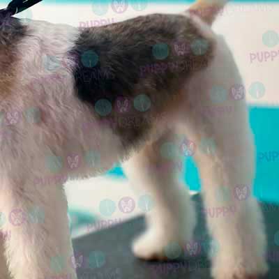 cortes para estetica canina