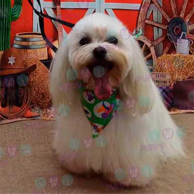 cortes para estetica canina