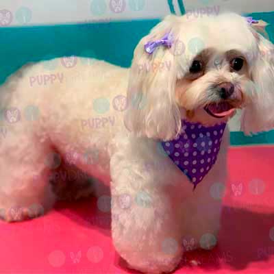 cortes para estetica canina