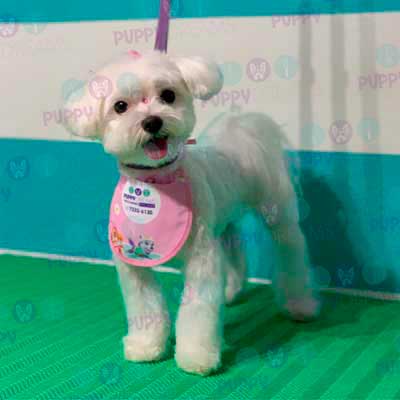 cortes para estetica canina