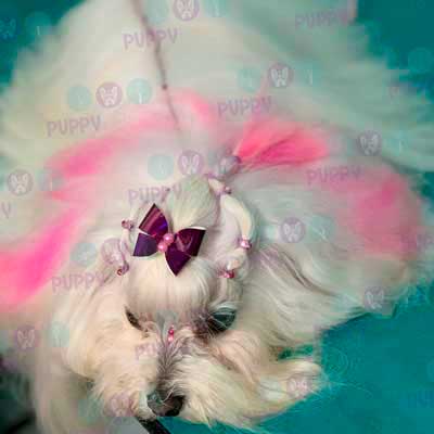 cortes para estetica canina