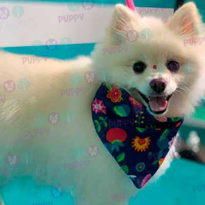 cortes para estetica canina