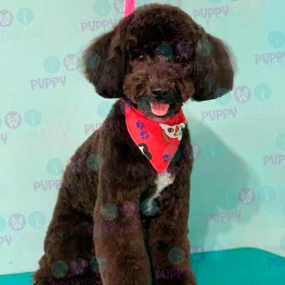 cortes para estetica canina