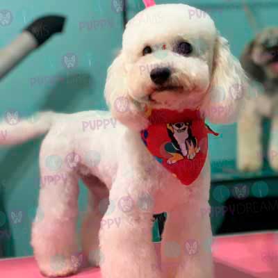 cortes para estetica canina