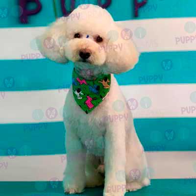 cortes para estetica canina