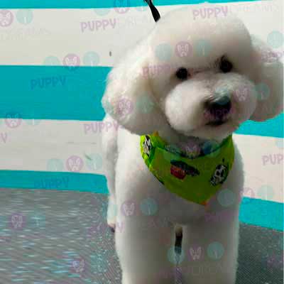 cortes para estetica canina