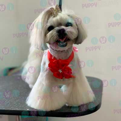 cortes para estetica canina