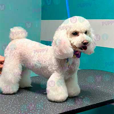 cortes para estetica canina