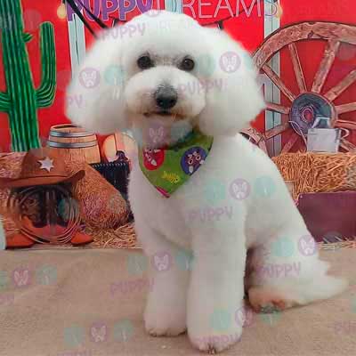 cortes para estetica canina