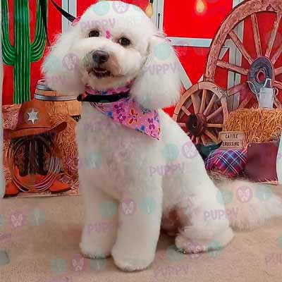 cortes para estetica canina