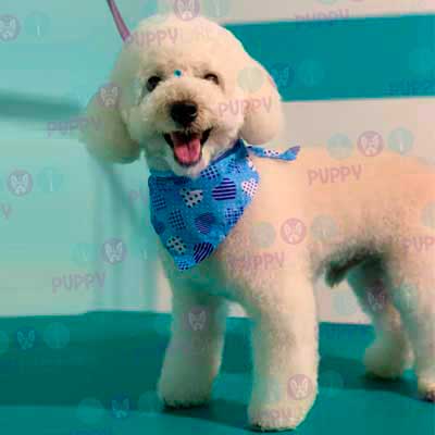 cortes para estetica canina