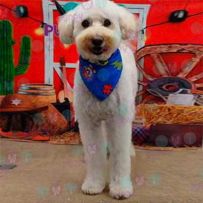 cortes para estetica canina