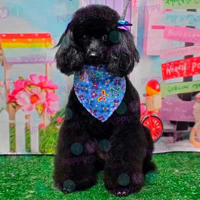 cortes para estetica canina