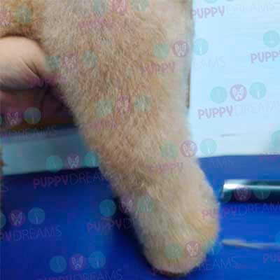 cortes para estetica canina