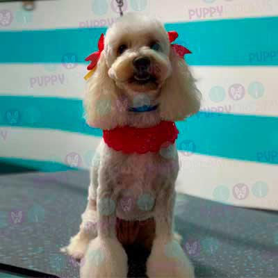 cortes para estetica canina
