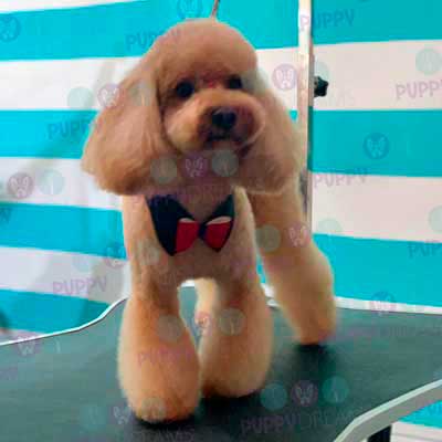 cortes para estetica canina