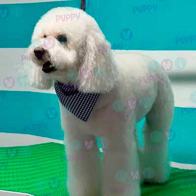 cortes para estetica canina