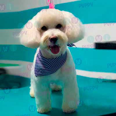 cortes para estetica canina