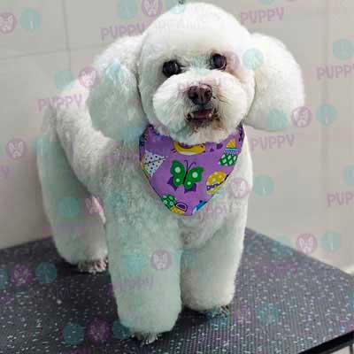 cortes para estetica canina