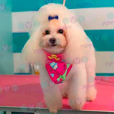 cortes para estetica canina