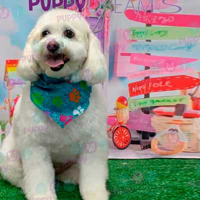 cortes para estetica canina