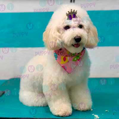 cortes para estetica canina