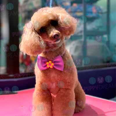 cortes para estetica canina