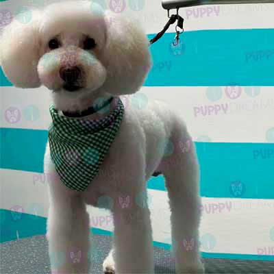 cortes para estetica canina