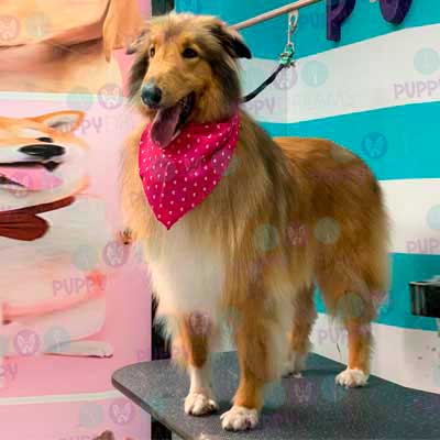 cortes para estetica canina