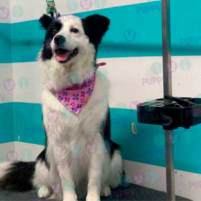 cortes para estetica canina