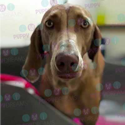 cortes para estetica canina