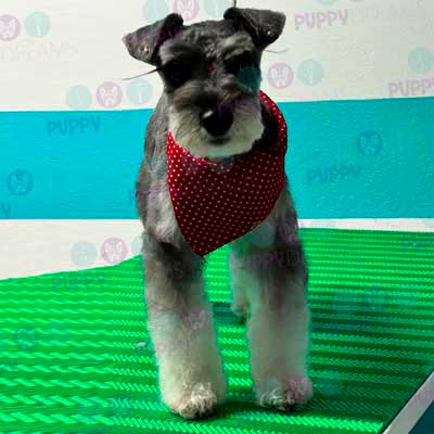 cortes para estetica canina