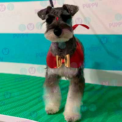 cortes para estetica canina