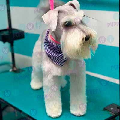 cortes para estetica canina