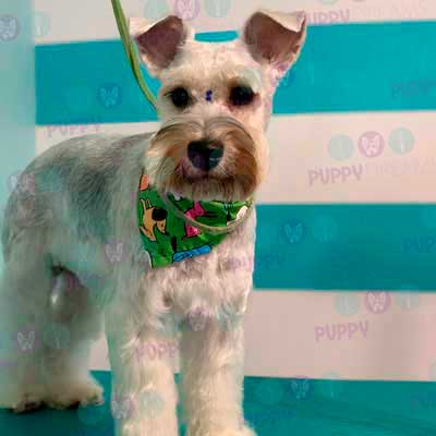 cortes para estetica canina