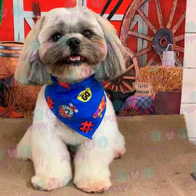 cortes para estetica canina