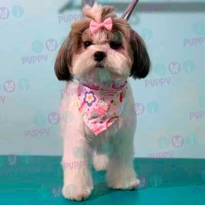 cortes para estetica canina