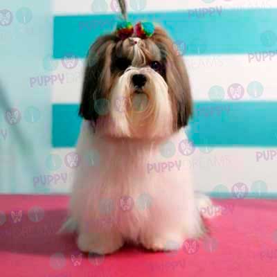 cortes para estetica canina