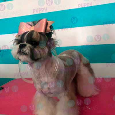 cortes para estetica canina