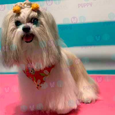 cortes para estetica canina