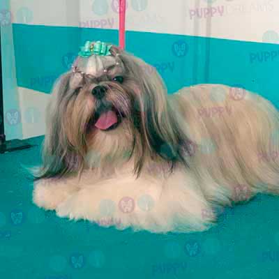 cortes para estetica canina